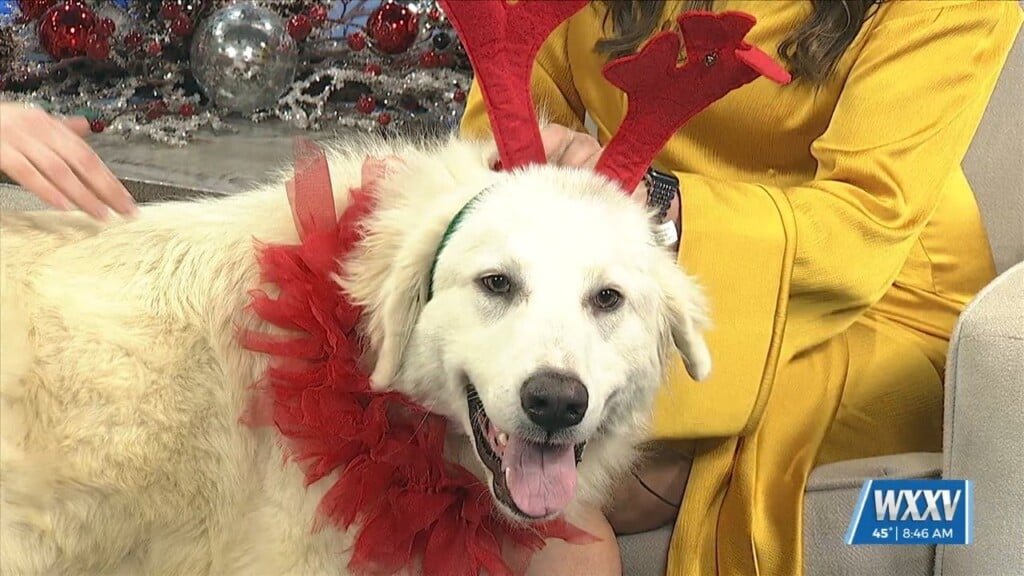 Pet Of The Week: Olaf Is Looking For A Forever Home!