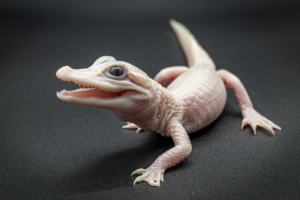 Gator