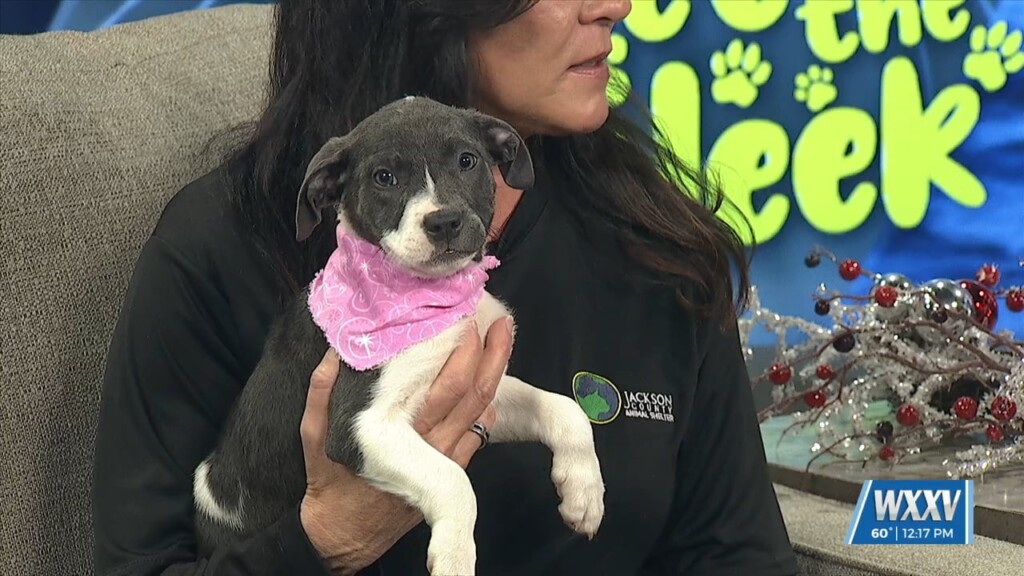 Pet Of The Week: Penelope Is Looking For A Forever Home!