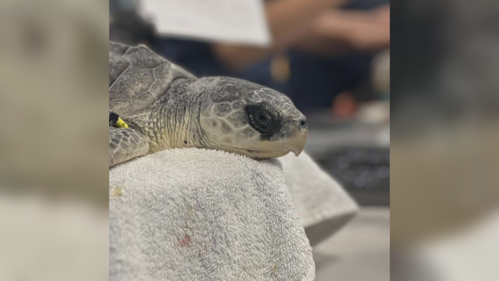 Turt