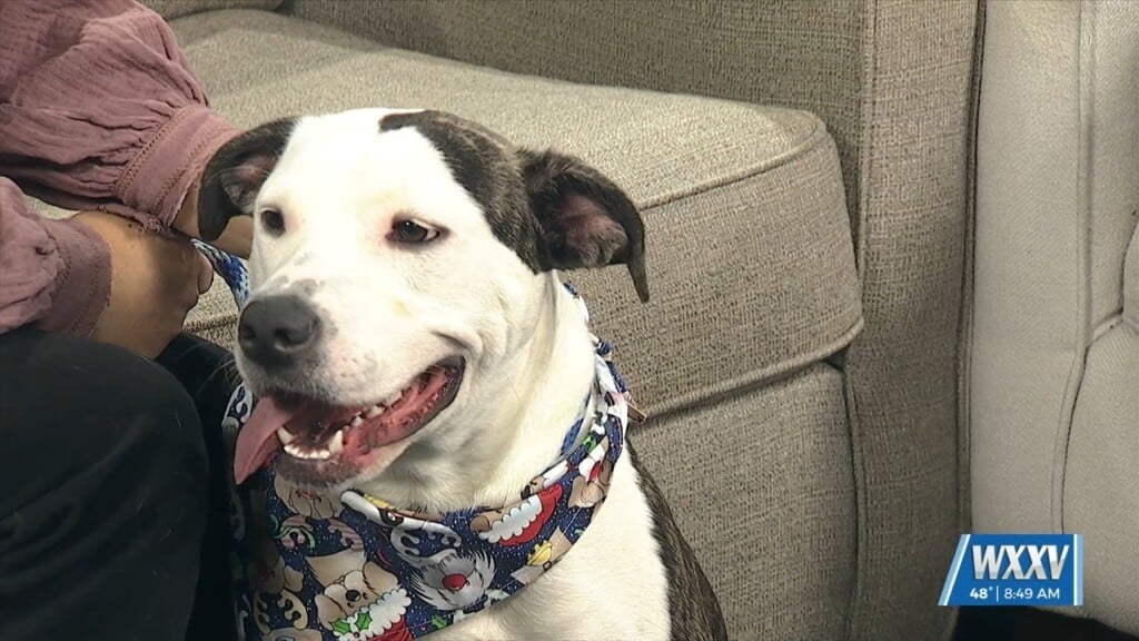 Pet Of The Week: Natalia Is Looking For A Forever Home