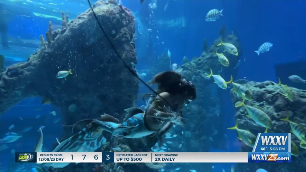 Meet Mermaids At The Mississippi Aquarium