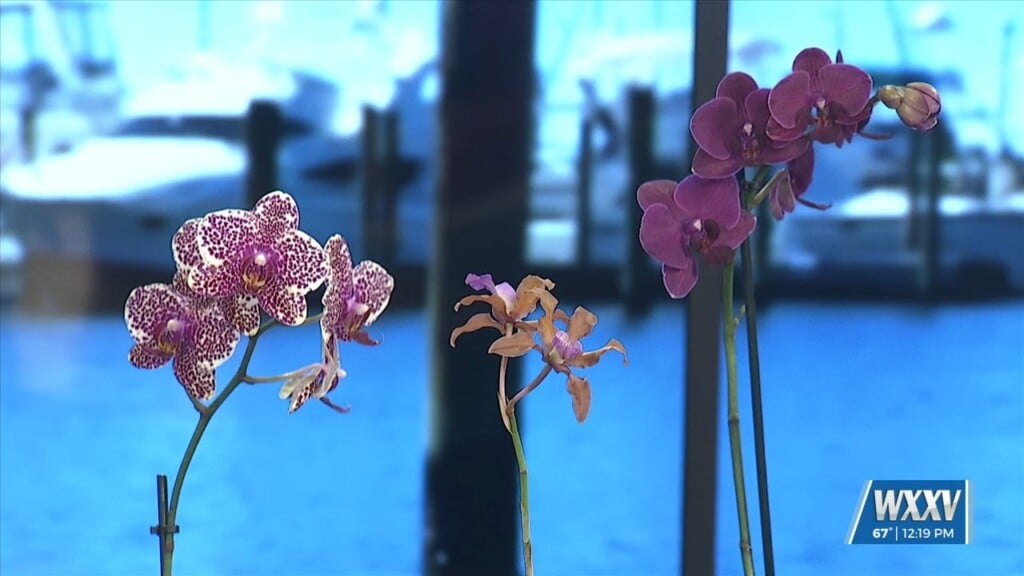 Gulf Coast Orchid Society Holding Annual Orchid Show
