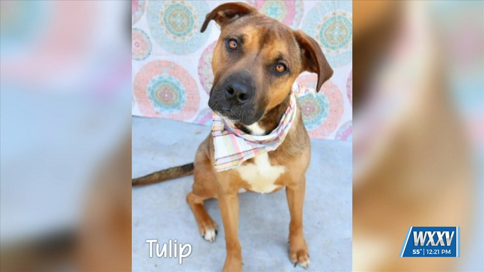 Pet Of The Week