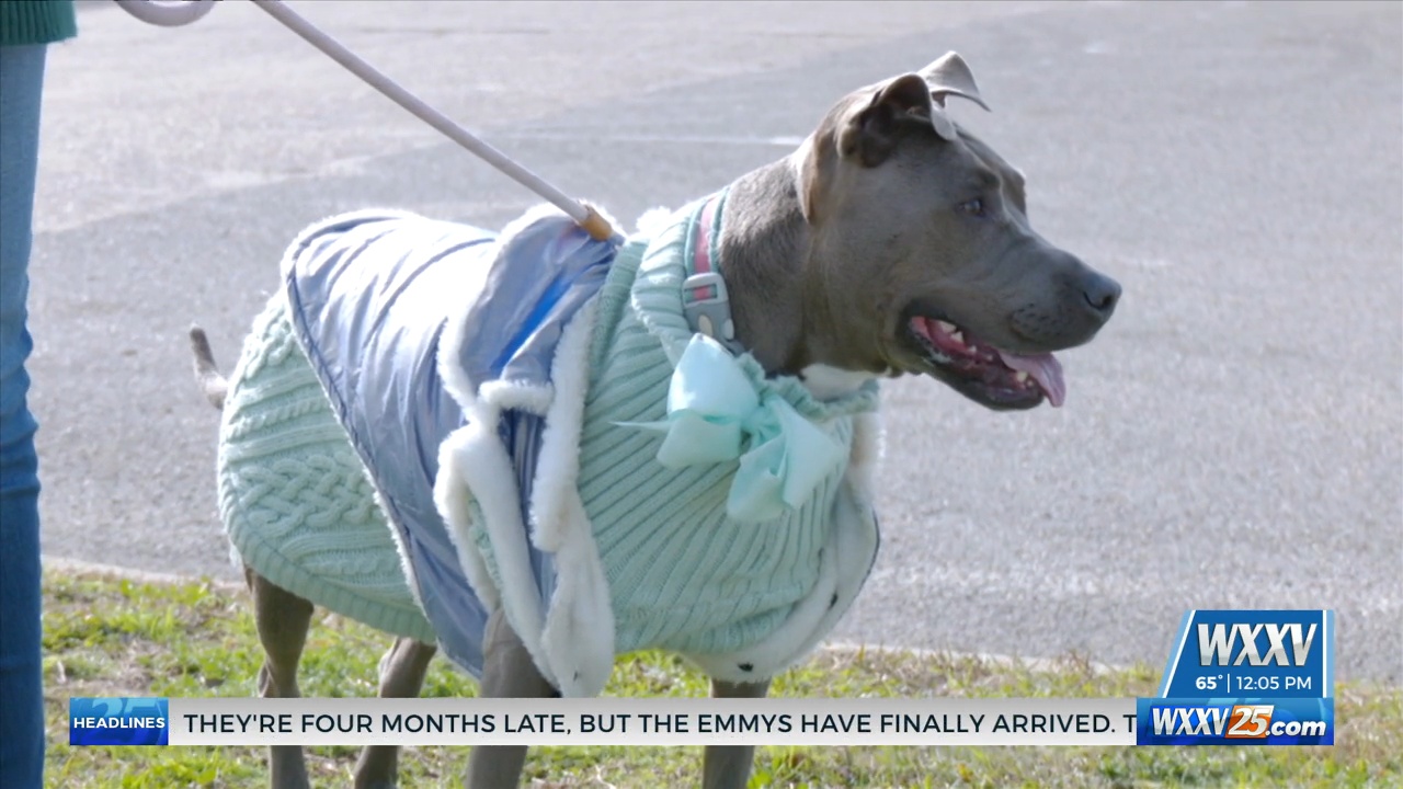 Tips for pet safety during cold weather - WXXV News 25