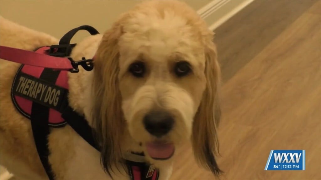 Meggan Monday: Therapy Dog Brings Smiles