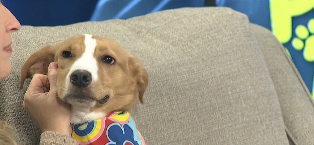 News 25’s Pet Of The Week: Aqua Is Looking For A Forever Home