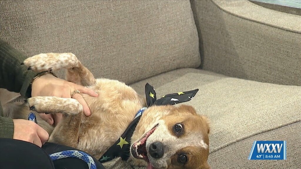 Pet Of The Week: Bella Is Looking For A Forever Home