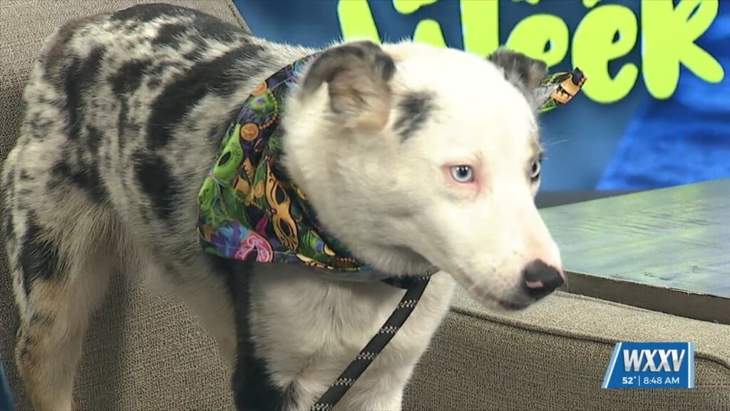 Pet Of The Week: Keko Is Looking For A Forever Home