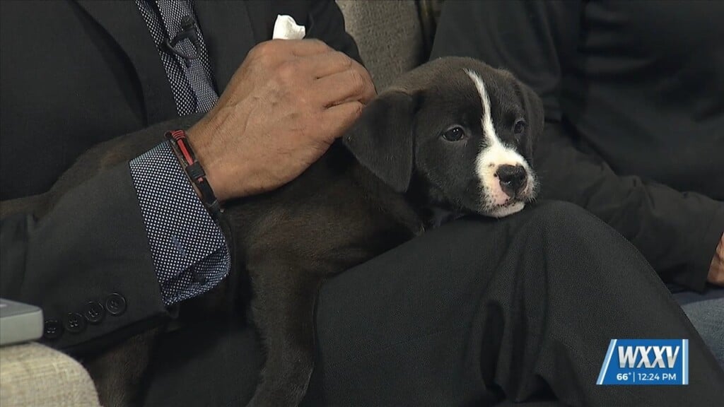 Pet Of The Week: Gianna Is Looking For A Forever Home!