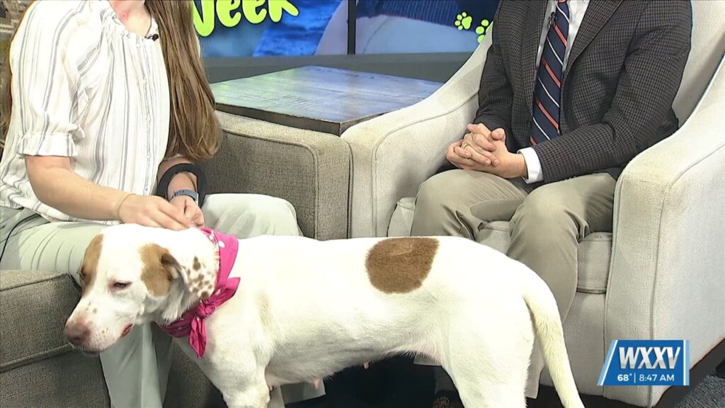 Pet Of The Week: Mini Is Looking For A Forever Home!