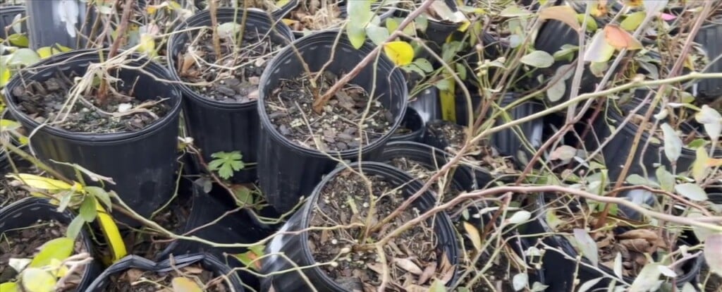 Tree Distribution Giveaway In Honor Of Arbor Day