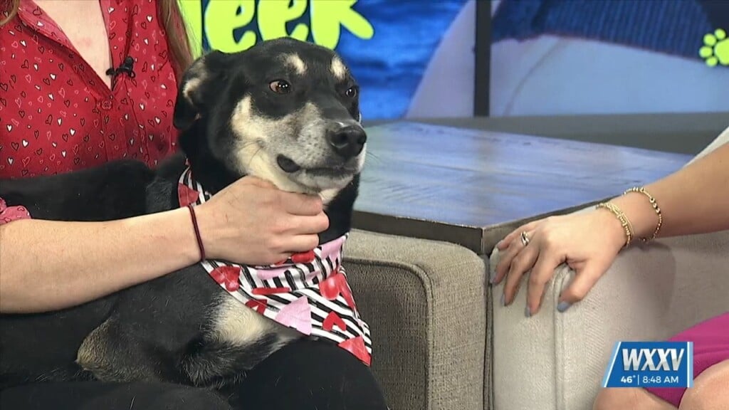 Pet Of The Week: Dawson Is Looking For A Forever Home!