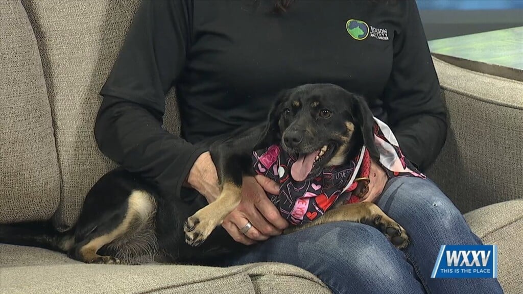 Pet Of The Week: Macy Is Looking For A Forever Home