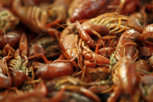Crawfish
