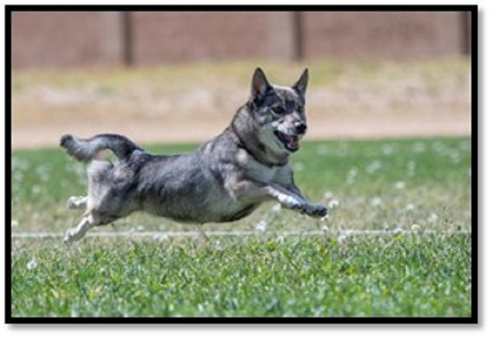 Dog