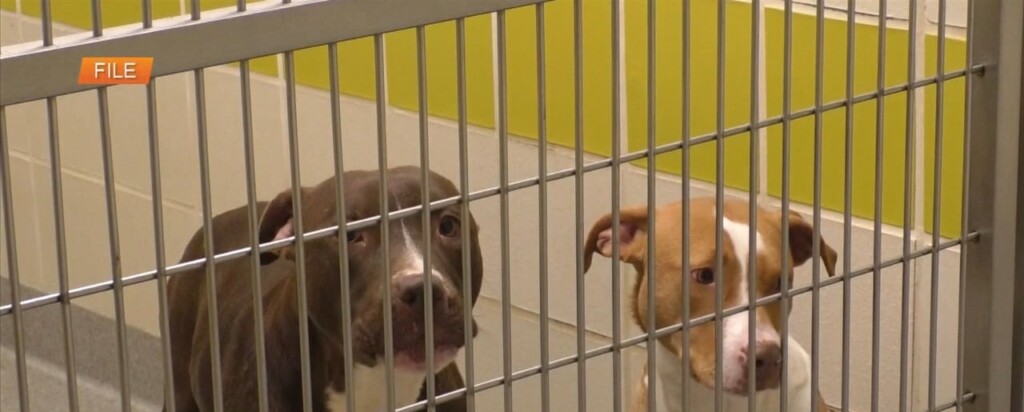 Hssm Receives Grant From Petsmart
