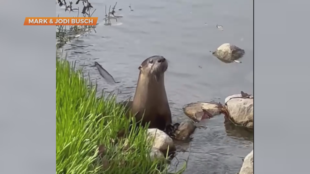 Otter