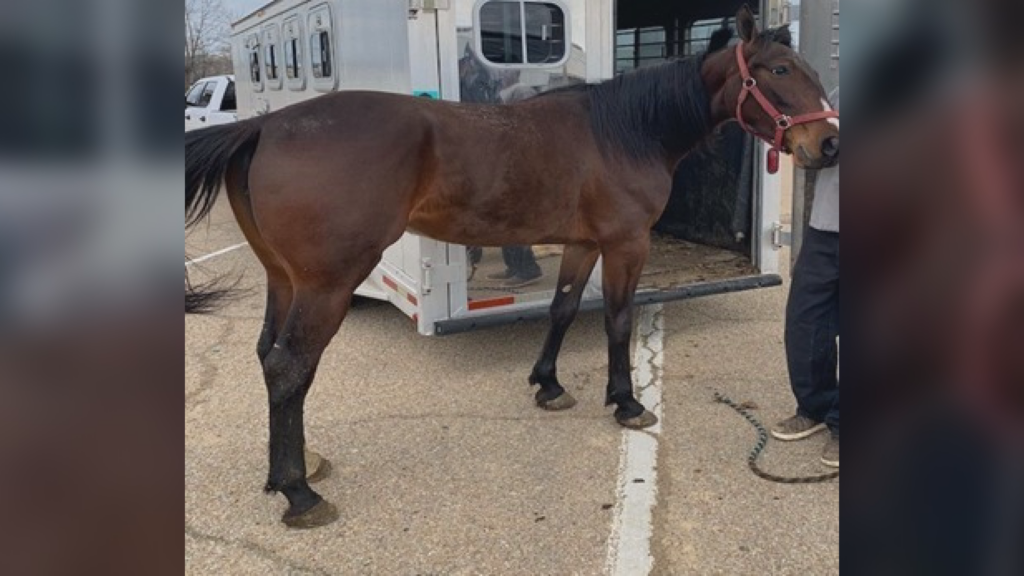Horse