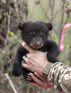 Baby Bear