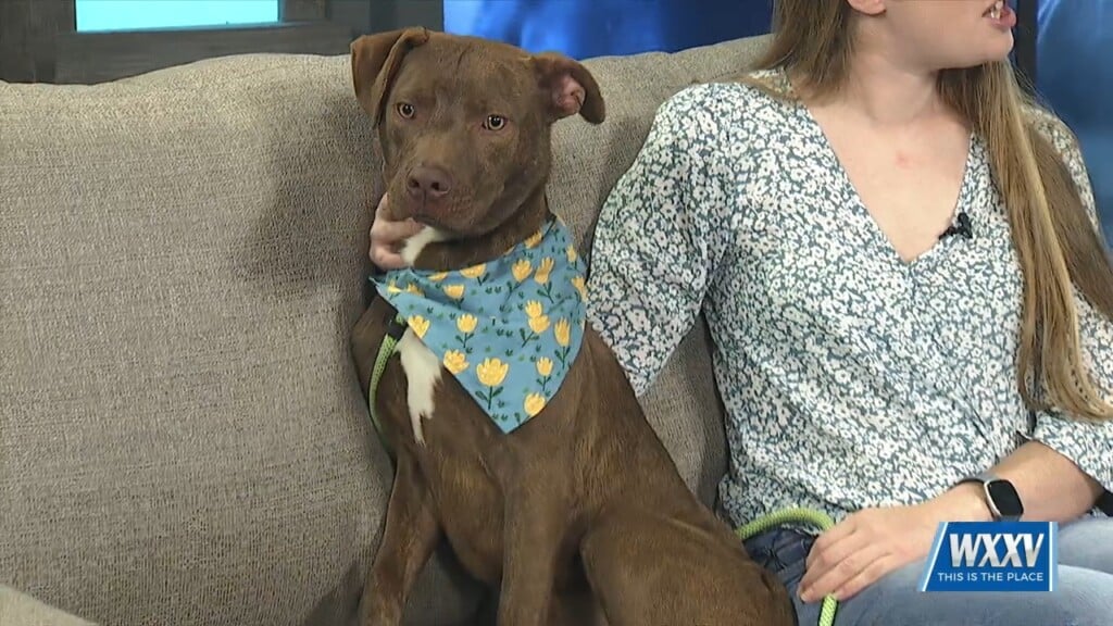Pet Of The Week: Ricotta Is Looking For A Forever Home