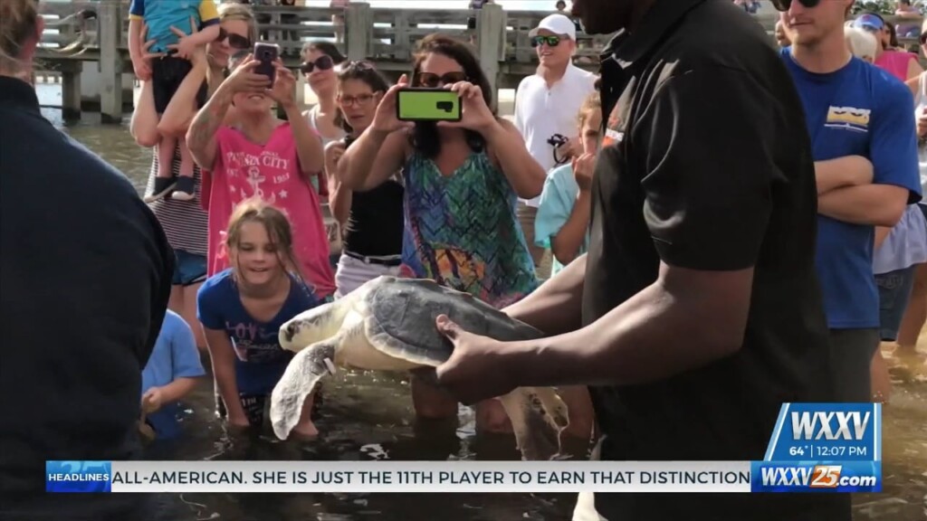 Imms Sea Turtle Release Thursday In Biloxi