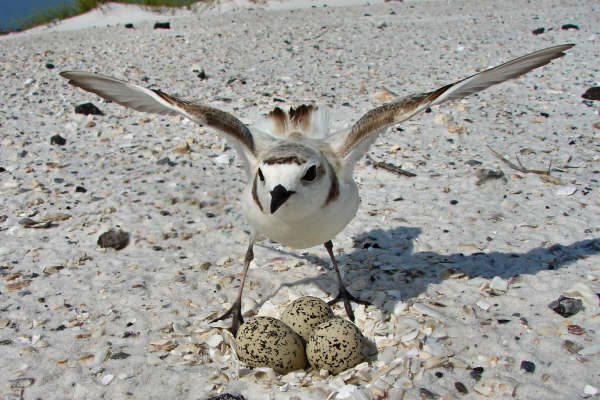 Snowy Plover On Eggs 2 Guarding