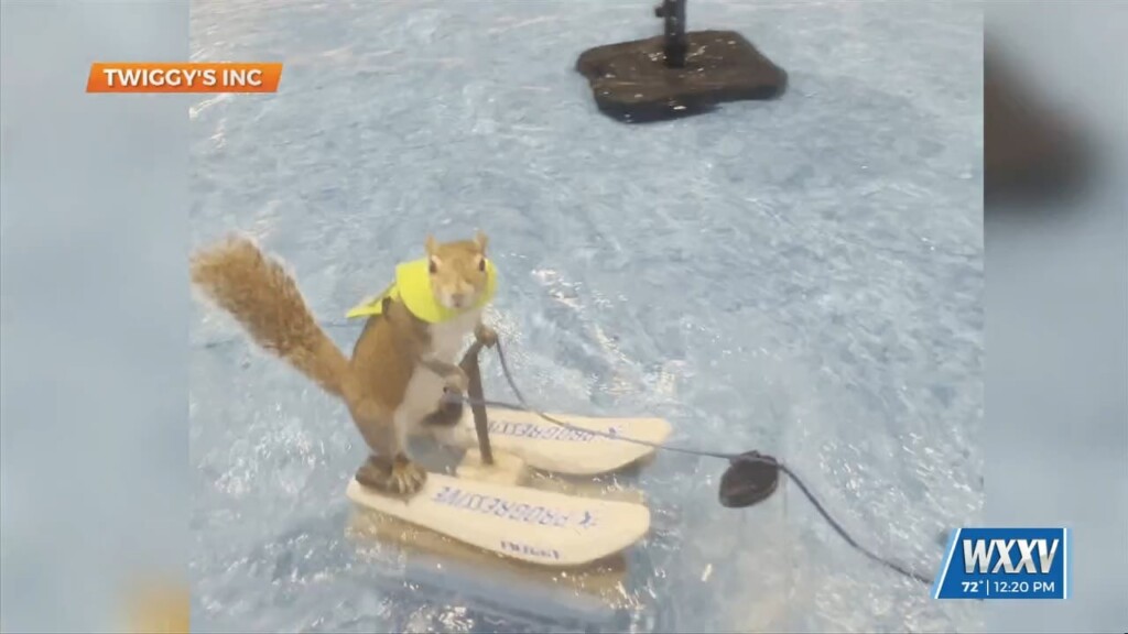 Water Skiing Squirrel Visits The Coast