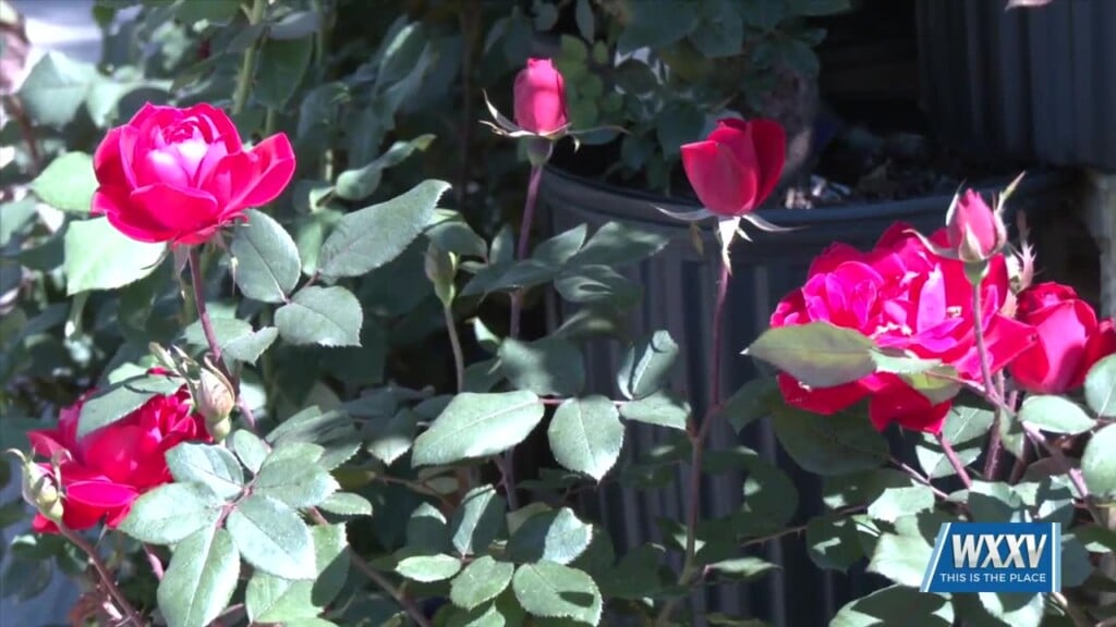 Meggan Monday: Talking Plants At Courtney Farms