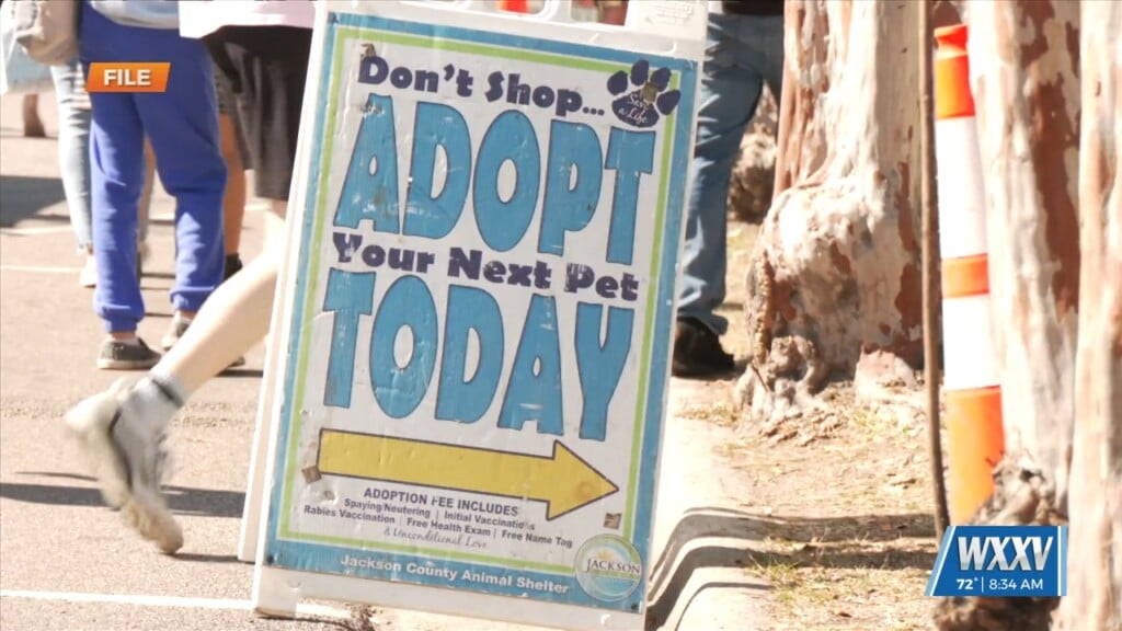 National Adopt A Shelter Pet Day