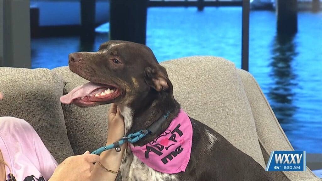 Pet Of The Week: Frankie Is Looking For A Forever Home