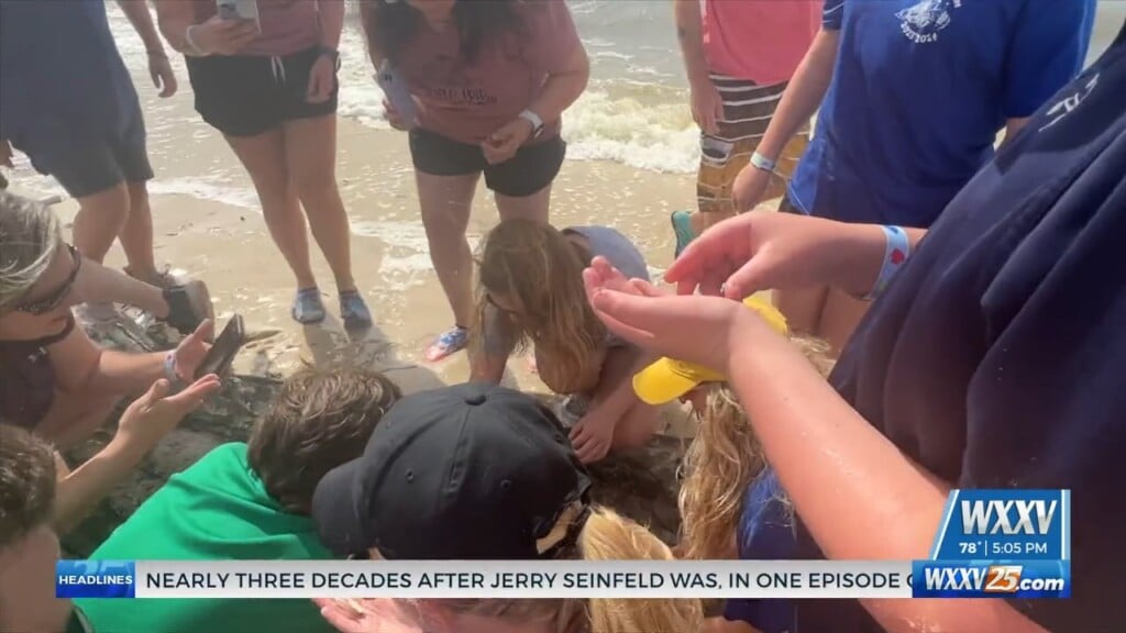 Alabama Students Visit The Ms Coast For Imms Sea Turtle Release