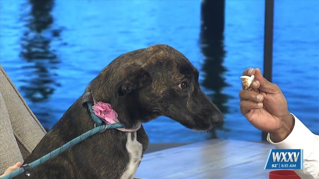 Pet Of The Week: April Is Looking For A Forever Home