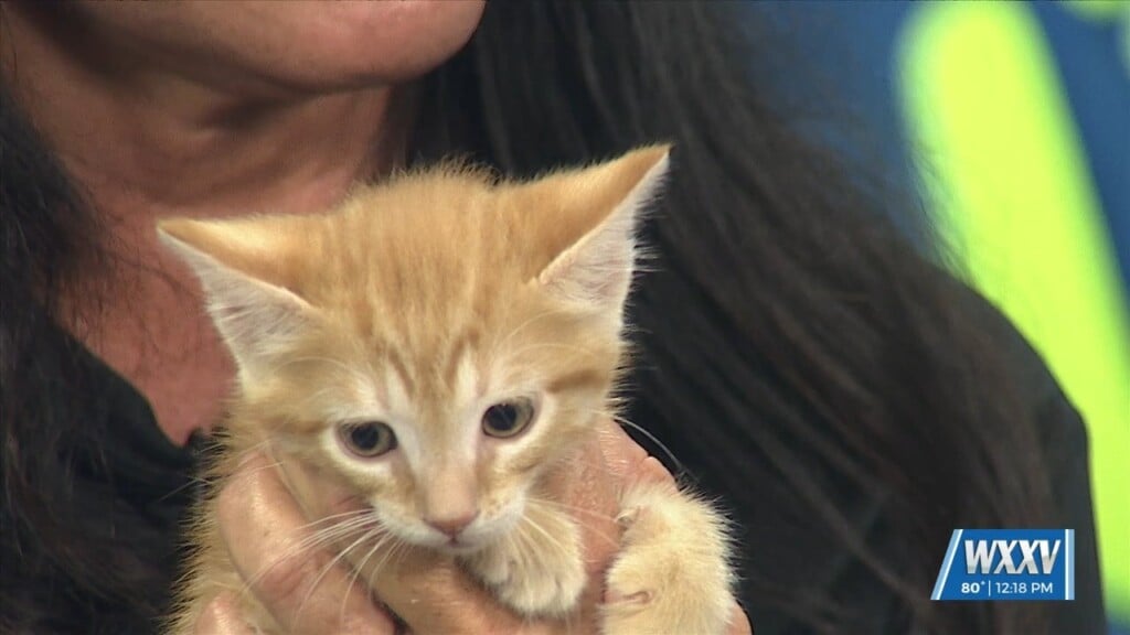 Pet Of The Week: Ketchup Is Looking For A Forever Home!