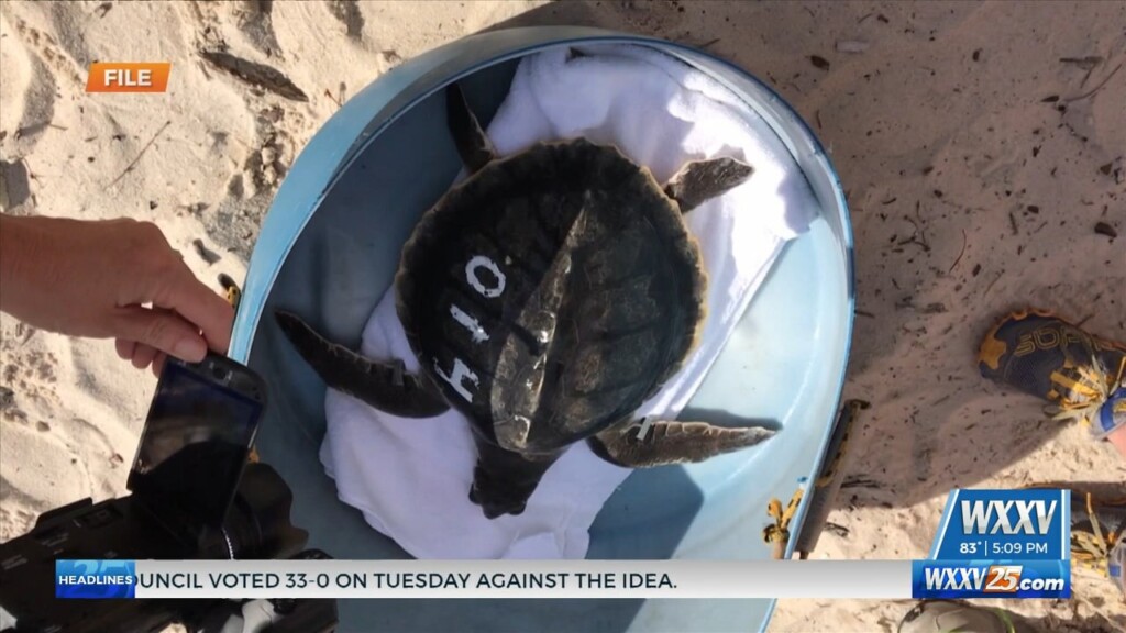 Mississippi Aquarium Hosting Turtle Release On May 23