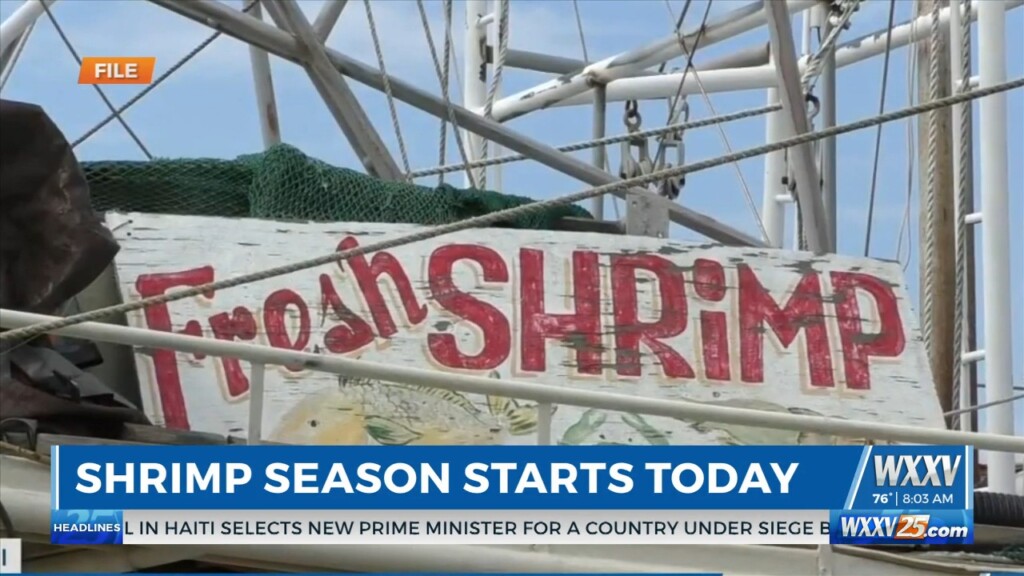Shrimp Season Opens
