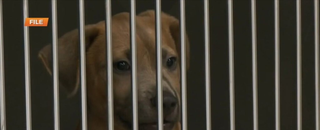 Jackson County Animal Shelter Over Capacity