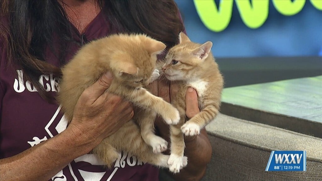 Pet Of The Week: Doc And Wyatt Are Looking For A Home!