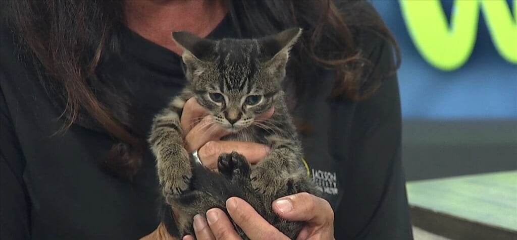 Pet Of The Week: Strawberry Shortcake Is Looking For A Forever Home!
