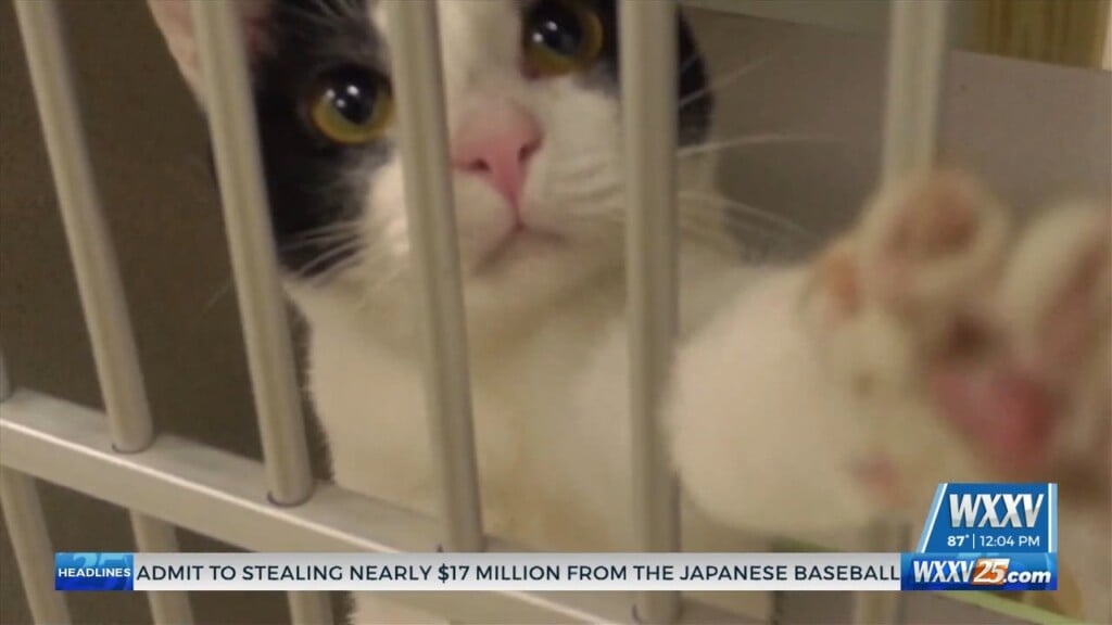 National Adopt A Cat Month