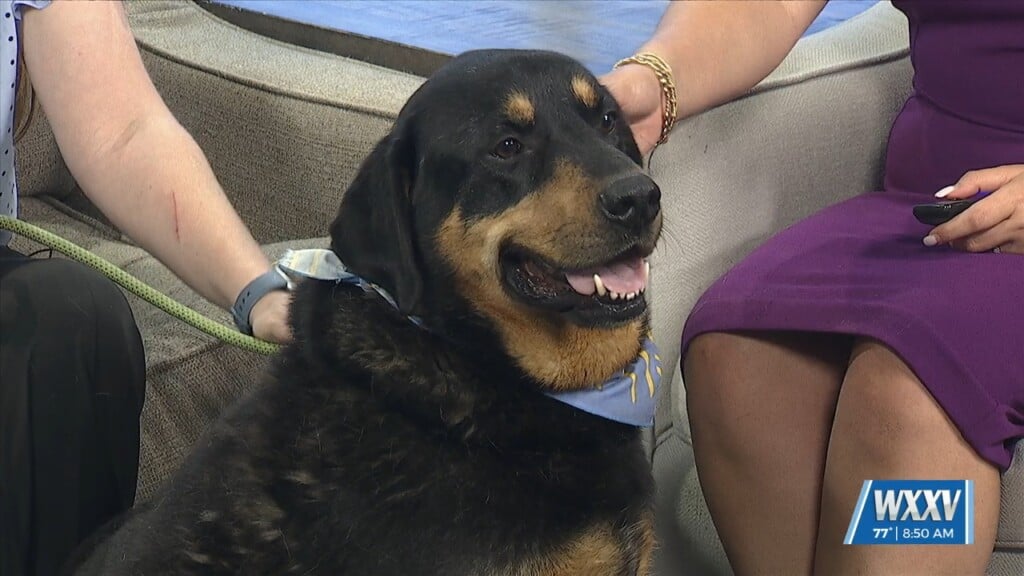 Pet Of The Week: Sooner Is Looking For A Forever Home!