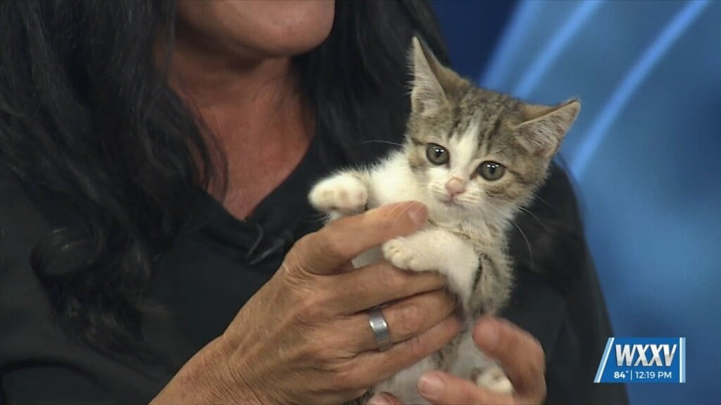 Pet Of The Week: Bottle Rocket Is Looking For A Forever Home!