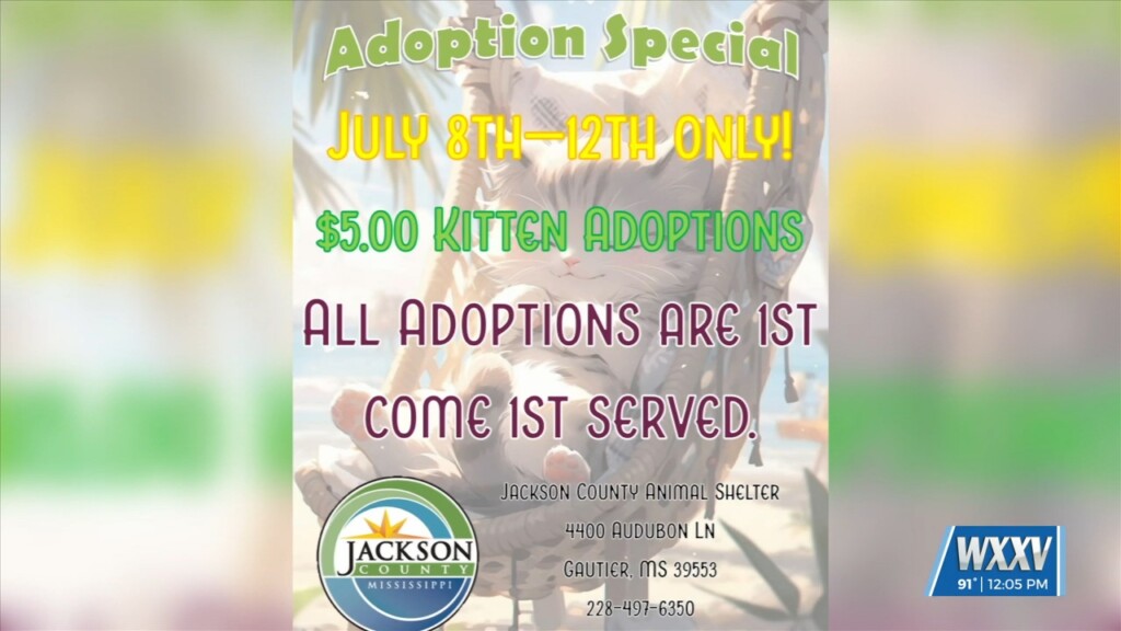 $5 Kitten Adoptions At Jackson County Animal Shelter