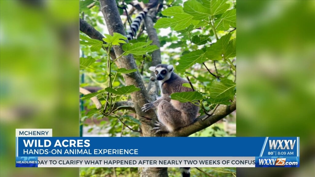 Wild Acres Hands On Animal Experience