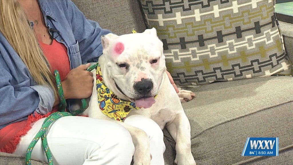 News 25’s Pet Of The Week: Sharkie Is Looking For A Forever Home