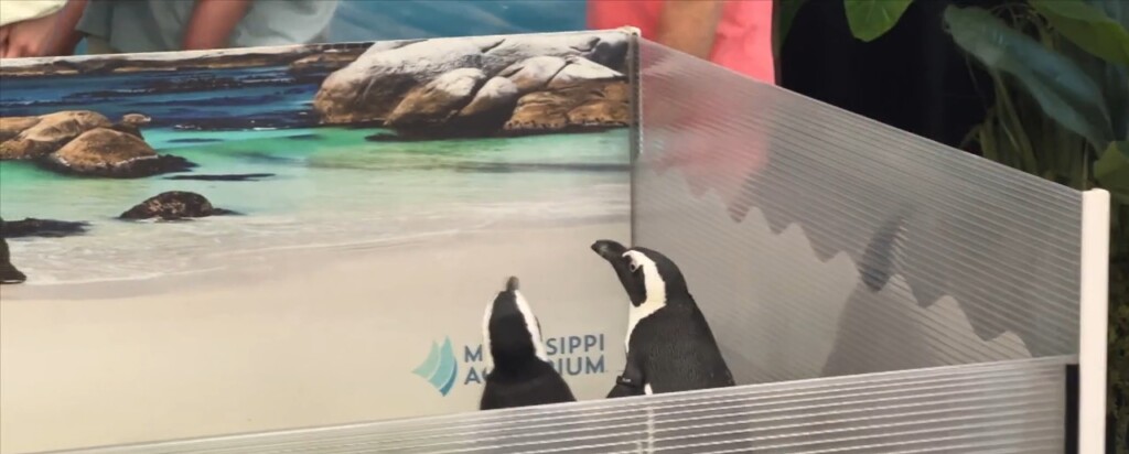 Mississippi Aquarium Holds Pancakes For Penguins Fundraiser