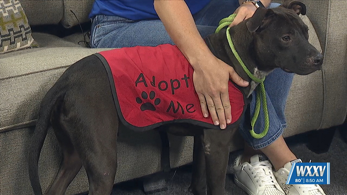 Empty The Shelters