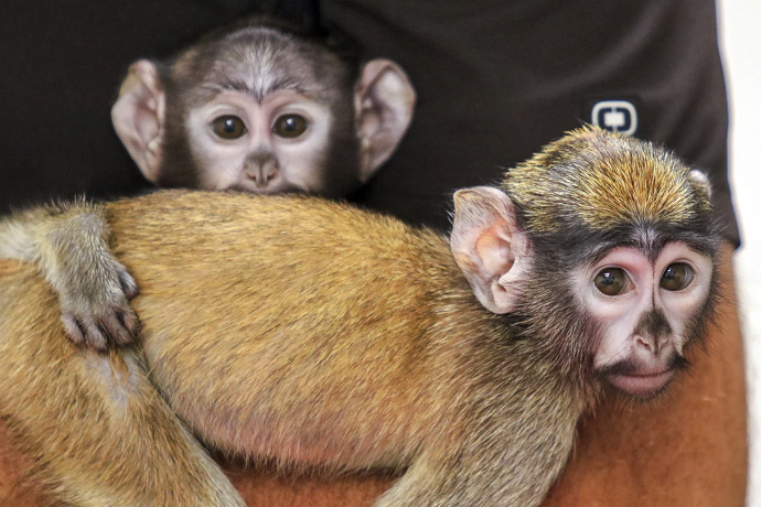 Monkies
