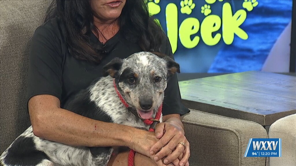 Pet Of The Week: Felicity Is Looking For A Forever Home!