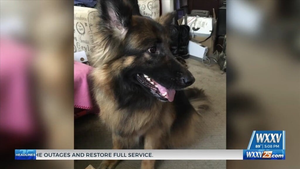 Celebrating The Unconditional Love Of Our Furry Family Members